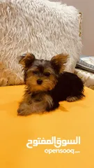  1 Yorkshire Terrier , 3 months old