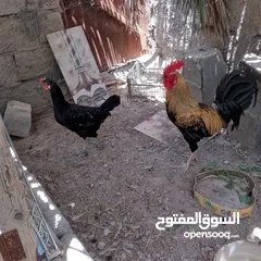  2 ديج او دجاجة