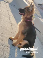  1 جيرمن نثيه 6شهور