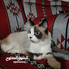  5 قطه رادغول للبيع