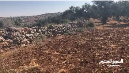  10 أرض للبيع جميلة ومليئة بأشجار الزيتون