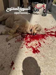  5 بسم الله جزار لذبح جميع الأضاحي عبور خرفان نعاج جدي