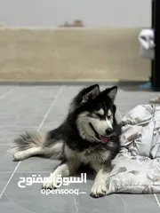  2 كلب هاسكي للبيع 150
