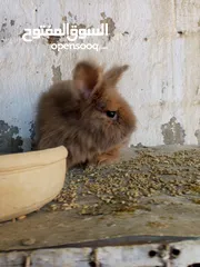  6 ارانب انجورا أصليات افراخ وكبار
