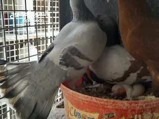  14 حمام للبيع