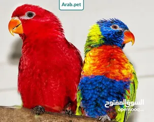  3 مبرد لبرد منقار طيرك وأظافرو سهل عملي مميز اقرأ الوصف