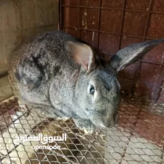  1 ارانب بلدي وفرنسي ذكريني وثلاث اناثي وفرخ