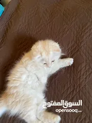  6 قط سكوتش شهرين
