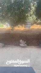  3 حمام هزاز سلك نخب اول