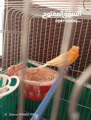  2 طيره حمره للبيع