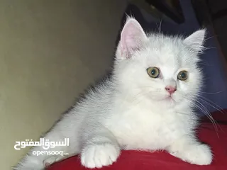  14 قطه و قط كتن كتنز بيبي القطه همالايا و صغيره شيرازي ابيض  و  سكوتش مع 7 اولاد و قنفذ و سلحفاه و بطه