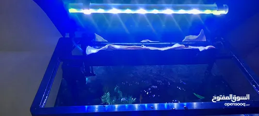  7 Fish Aquarium full Set