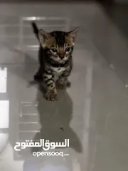  3 Pure  bengal kittens