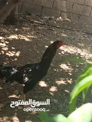  3 ثلاث ديوك - 2 باكستاني وواحد ألماني