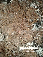  2 كومبوست+ بيتموس فطر  يصلح لزراعة الحدئق