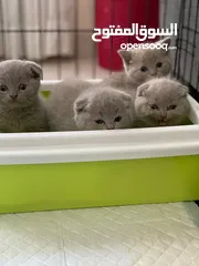  13 Scottish fold and British short hair 