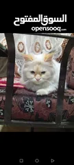  1 يوجد قط ذكر وانثى