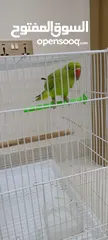  8 parrot  4.5. month old with cage