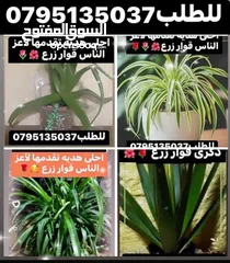  27 معمول وكعك ودحدح وهريسه وكيك