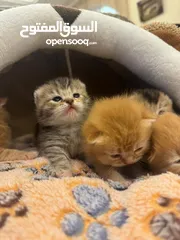  4 Scottish fold kittens