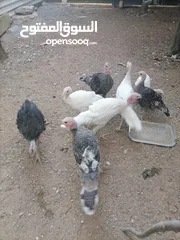  1 صيصان حبش للبيع