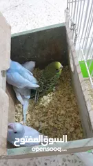  5 للبيع طيور بادجي . ذكر وأنثى  وأربع فراخ  مع قفص كامل . الصور واضحة