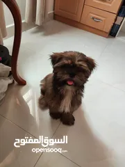  2 Shihtzu puppy 4 months