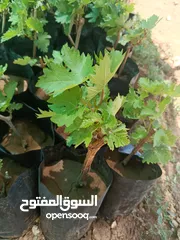  3 دوالي بلدي +اسود دراويشي +ماتور ماء 3/4ثلاثه ترباع ايطالي/ بدرلو/للبيع
