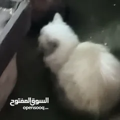  4 قطه هيمالايا  و قطه بريطانيه