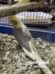  3 عصفور كوكتيل أنثى ما بتعض اليفه كثير