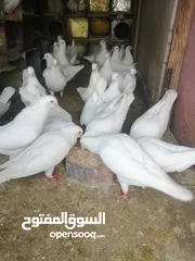  9 متاح لزبائنا الكرام زغاليل حمام بلدي وفرنسي  للأكل احجام سوبر جامبو وأوزان ممتازة التفاصيل بالوصف