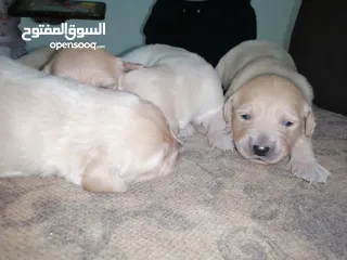  1 جولدن رتيفر