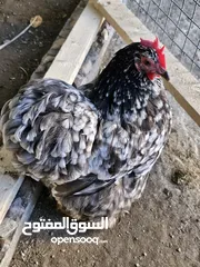  2 دجاج كوجن للبيع