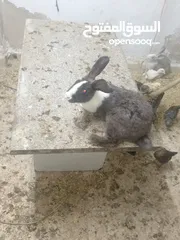  10 ارانب للبيع