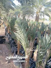  23 جميع انواع الاشجار  وفريق لصيانة وتنسيق جميع الحدائق والأشجار