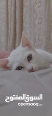  2 قطط لتبني ذكر وانثى عمر شهرين ونص