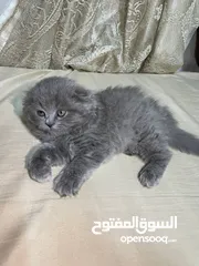  5 قطط سكوتش فولد