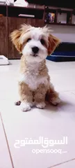  2 (send me whatsup)Male /Mini malltipoo/5 months old