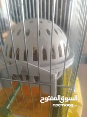  3 عصافير الجنه للبيع