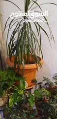  2 internal and external plants - نباتات داخلية وخارجية