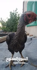  3 متاح جاجه ألماني بصلاة على النبي بتبيض