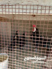  11 فقصات بحال الوكالة للبيع بيتو 2  وفقصتين  EGG 2