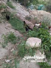  3 جاج بلدي للبيع الحاج مش كبير بالعمر اله شهرين بيبيض