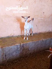  2 صلالي مقزم الاصلي سخال غزلاني
