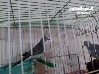  5 مجموعة طيور جواز كلها شغاله أن شاء الله