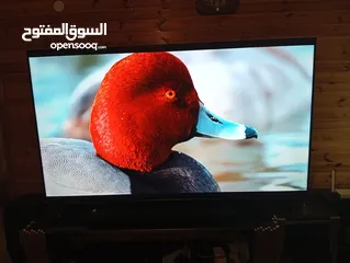  10 شاشه مجيك 75انش سمارات 4كيه اوامر فل الفل شراء شهر 1 فل سمارت صوت ميوزك ورياضي وتوفير كهرباء