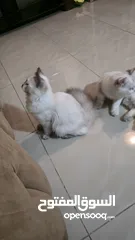  15 قطه هملايا انثى للبيع عمر ثلاث شهور  أكثير لعوبه حنونه مسليه نظيف جدا متعوده على البوكس مدربه