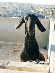  9 سخلتين شاميات ثنايا
