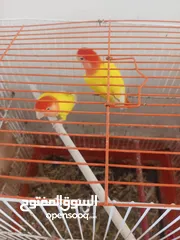  4 متاح مجموعة طيور