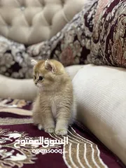  3 قطة ذكر سكوتش